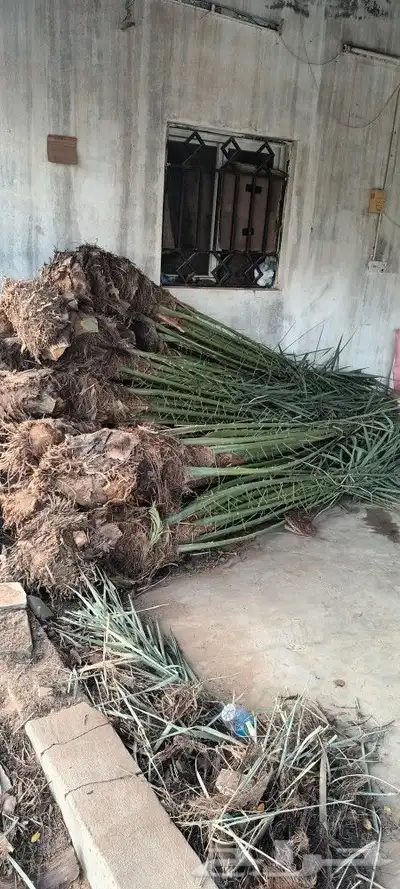 يوجد لدينا جميع انواع انخيل 6