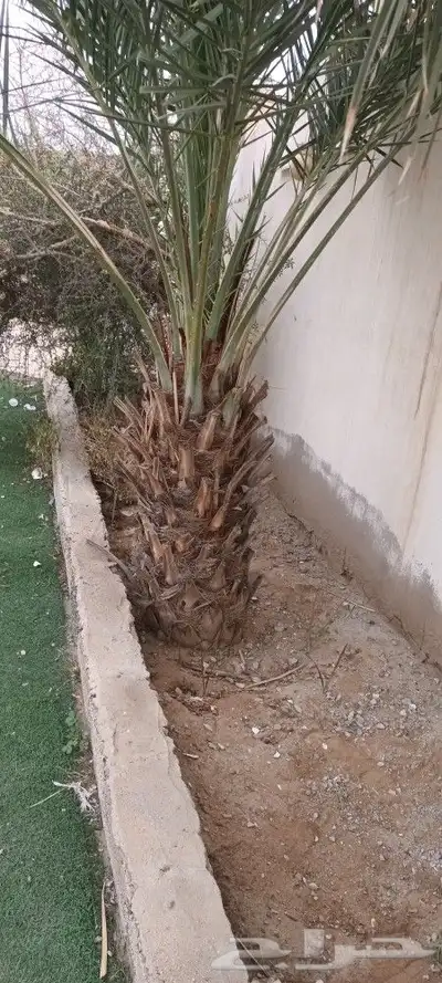 يوجد لدينا جميع انواع انخيل 4