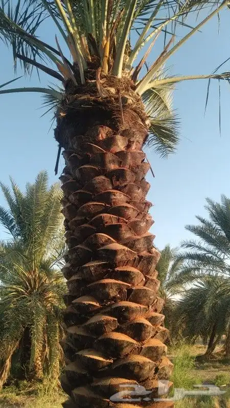 زراعه النخل 6
