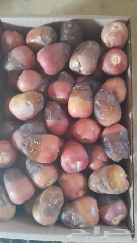 نخيل مثمر شيرازيه شمشوله حوشانه مصيفه 6