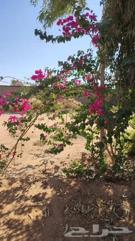 جهنميه الرياض ياسمين هندي ورد زهور شتلات اشجار 6