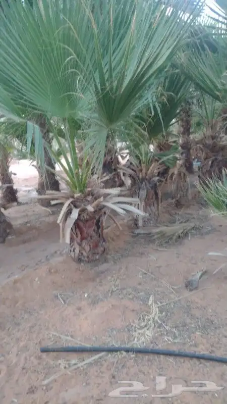 نخل واشنطني 4