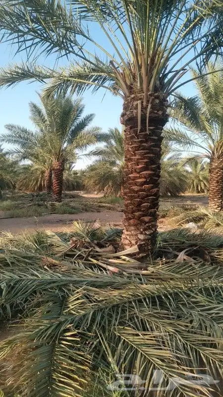 زراعه النخل 7