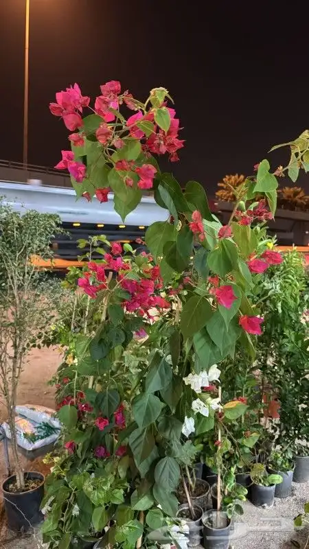 جهنميه الرياض ياسمين هندي ورد زهور شتلات اشجار 4