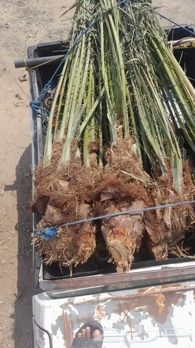 يوجد لدينا جميع انواع انخيل 1