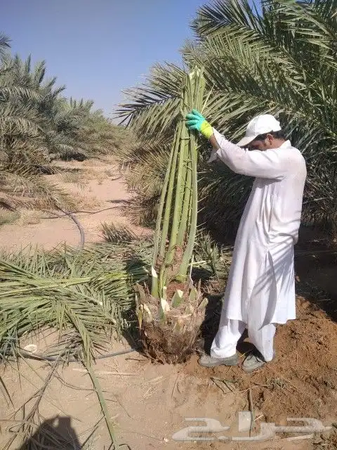 نخيل مثمر شيرازيه شمشوله حوشانه مصيفه 2