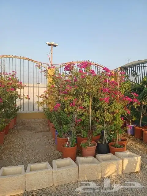 جهنميه الرياض ياسمين هندي ورد زهور شتلات اشجار 3