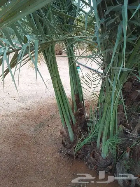 جميع انواع انخيل 4
