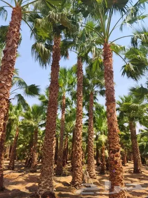 نخيل واشنطني جميع المقاسات 2
