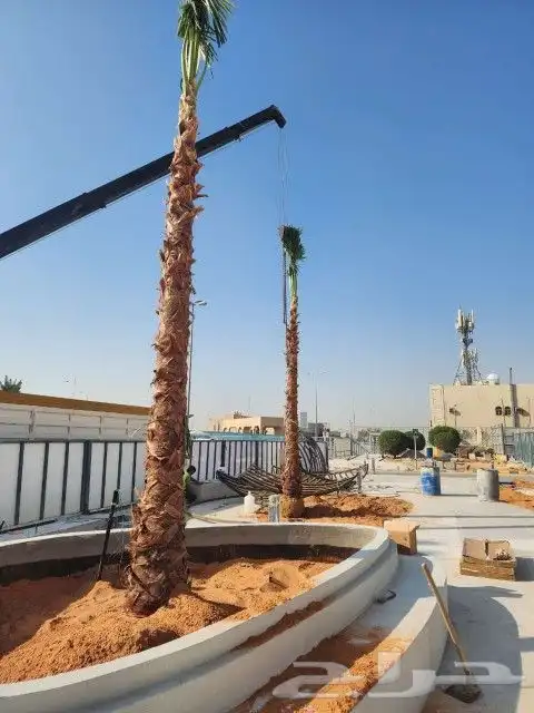 نخيل وشنطوني زينه 2