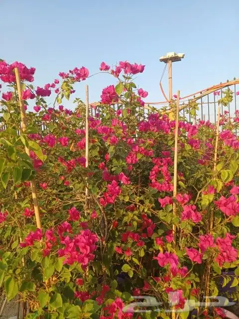 جهنميه الرياض ياسمين هندي ورد زهور شتلات اشجار 1