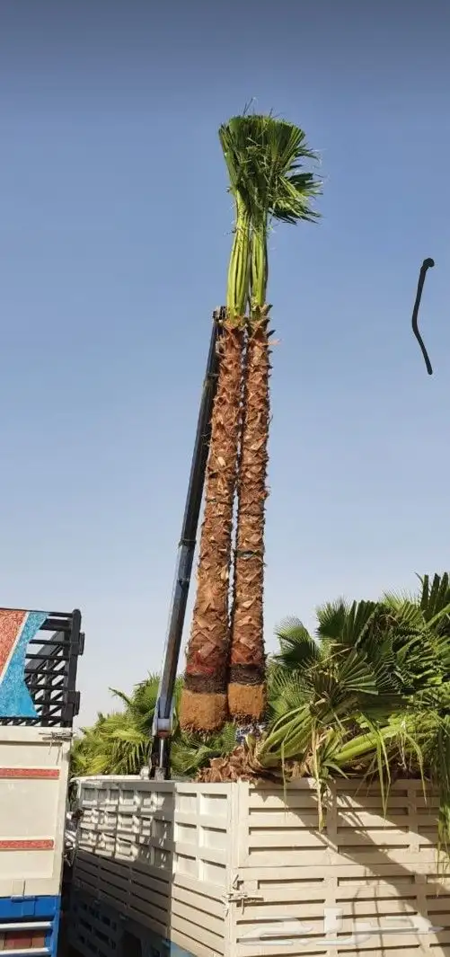 نخيل واشنطن ملكي   فاخر من الاخر 3