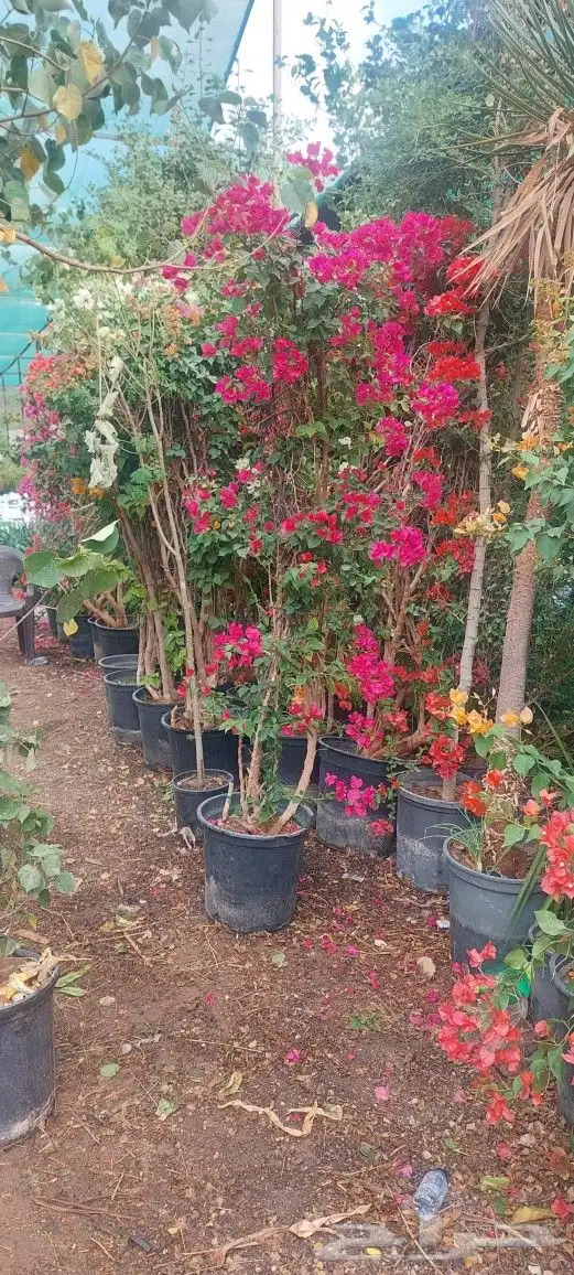 جهنميه الرياض ياسمين هندي ورد زهور شتلات اشجار 9