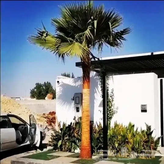 نخيل واشنطن ملكي   فاخر من الاخر 0