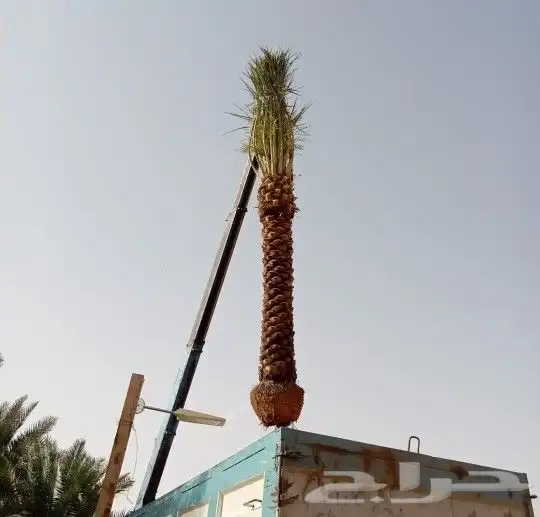 نخيل واشنطن ملكي   فاخر من الاخر 1