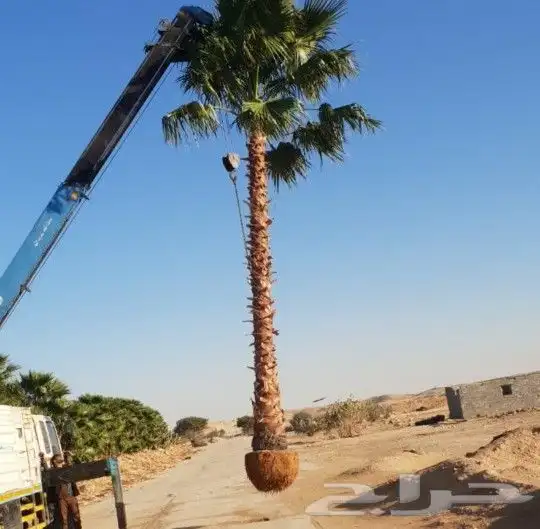 نخيل واشنطن ملكي   فاخر من الاخر 5
