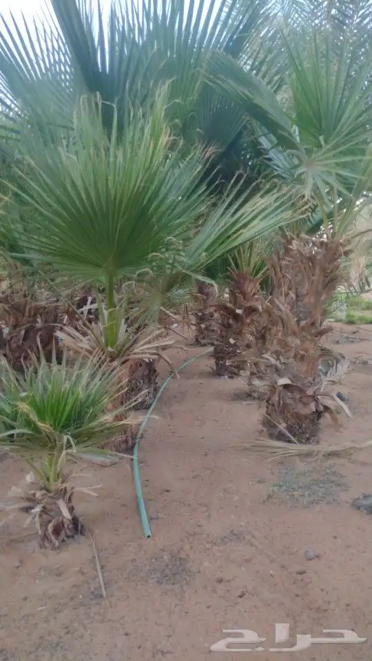 نخل واشنطني 8