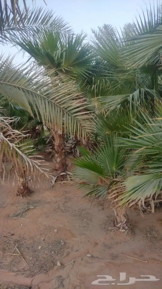 نخل واشنطني 1