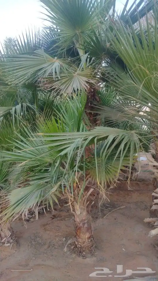 نخل واشنطني 5