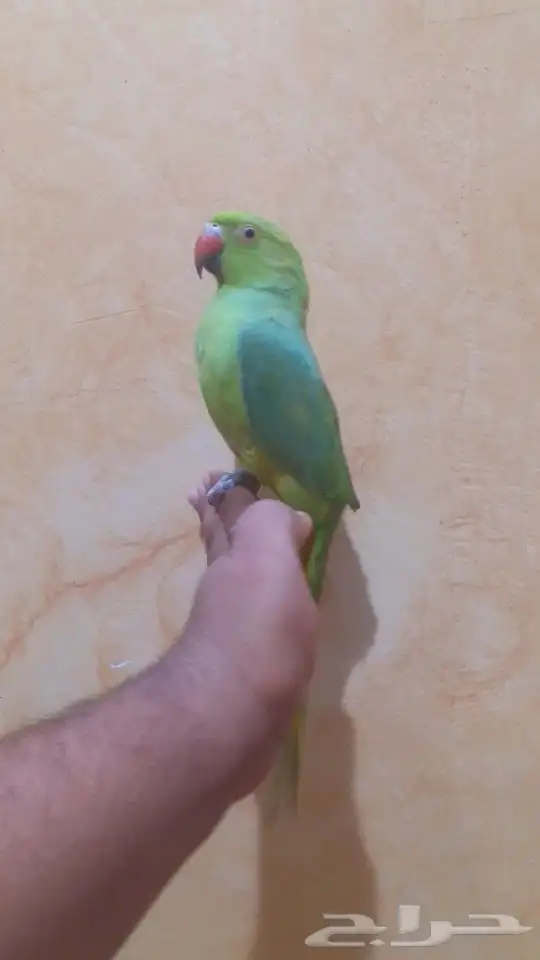 تم البيع الدره هندي 0