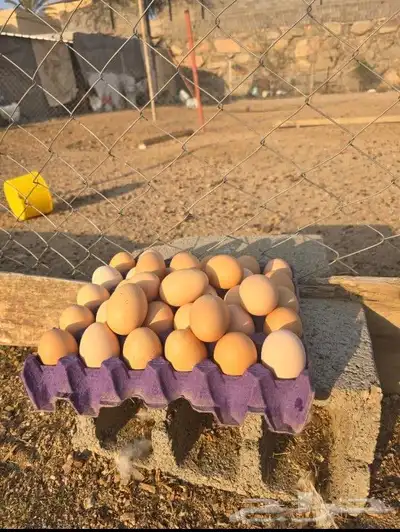 بيض براهما كولبي 4