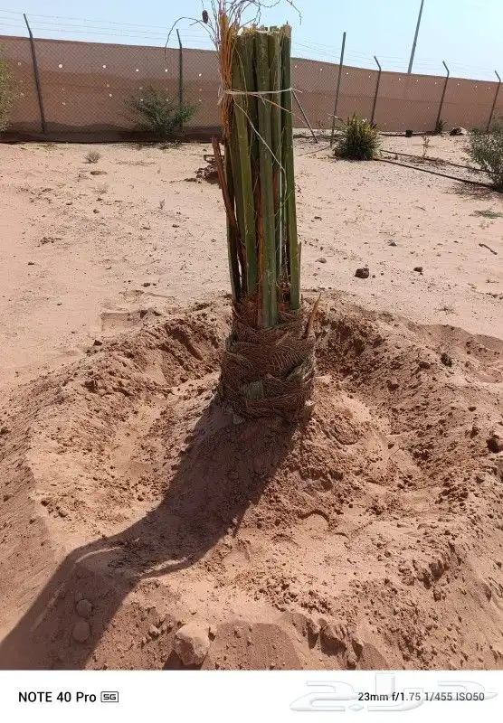 نخيل مثمر شيرازيه شمشوله حوشانه مصيفه 5