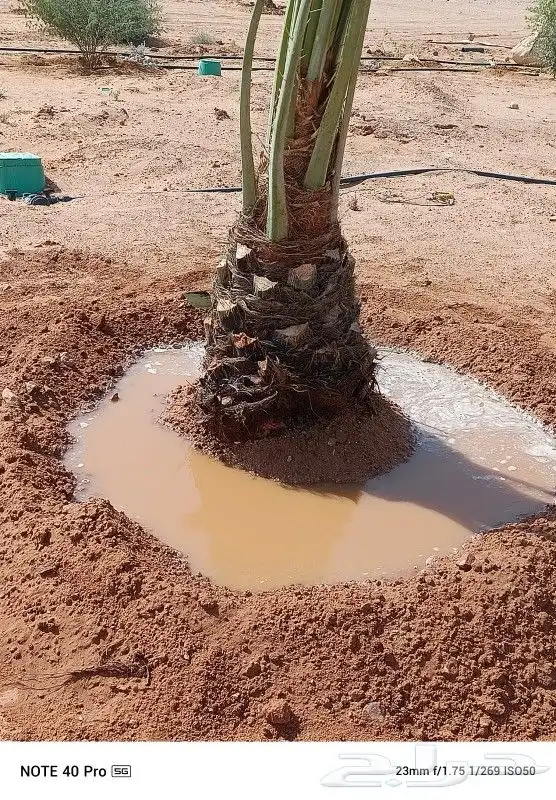 نخيل مثمر شيرازيه شمشوله حوشانه مصيفه 4