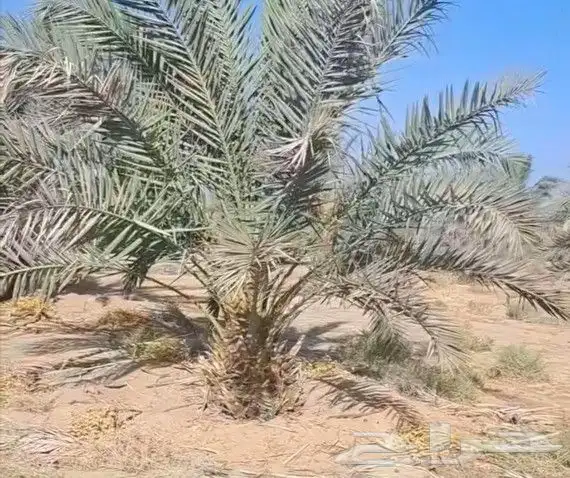 نخيل مثمر شيرازيه شمشوله حوشانه مصيفه 1