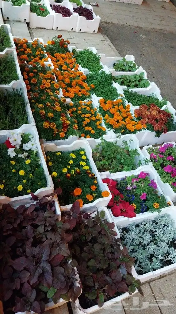 كل ما يخص الحدائق الزراعيه طبيعي وشبكات الري قص نخيل قص واشج 5