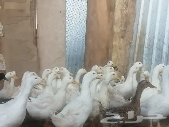 بط بكيني 1