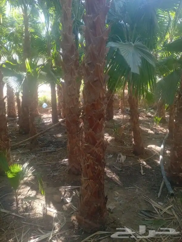 نخيل واشنطني جميع المقاسات 0