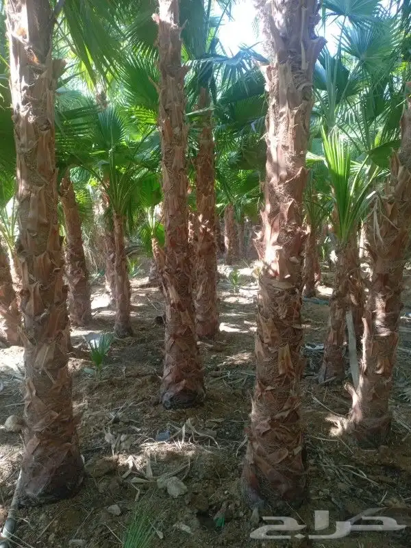 نخيل واشنطني جميع المقاسات 1