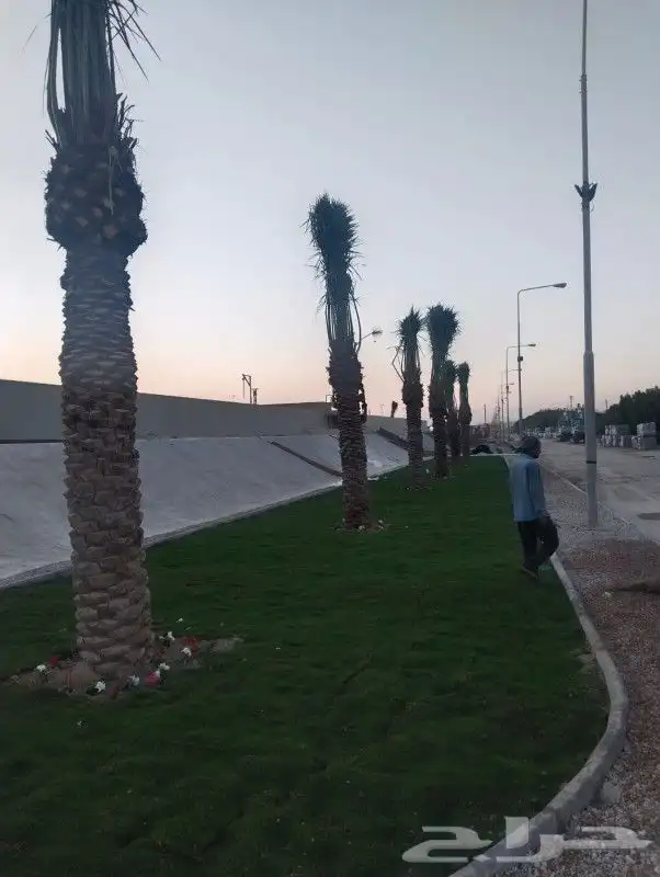 زراعه نخيل 1