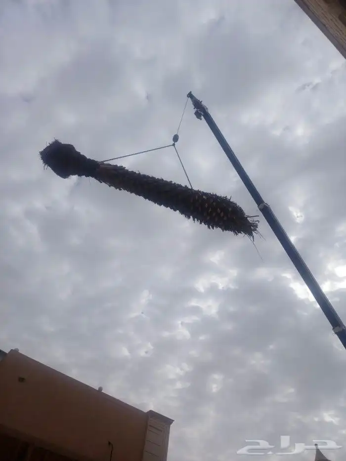 مقاول نخل 0