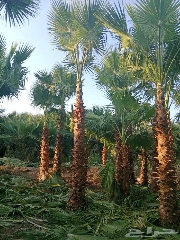 نخيل وشنطوني زينه 1