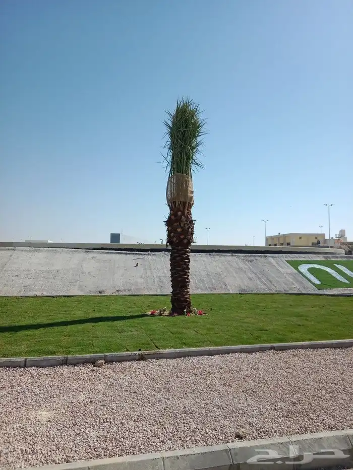 زراعه نخيل 5