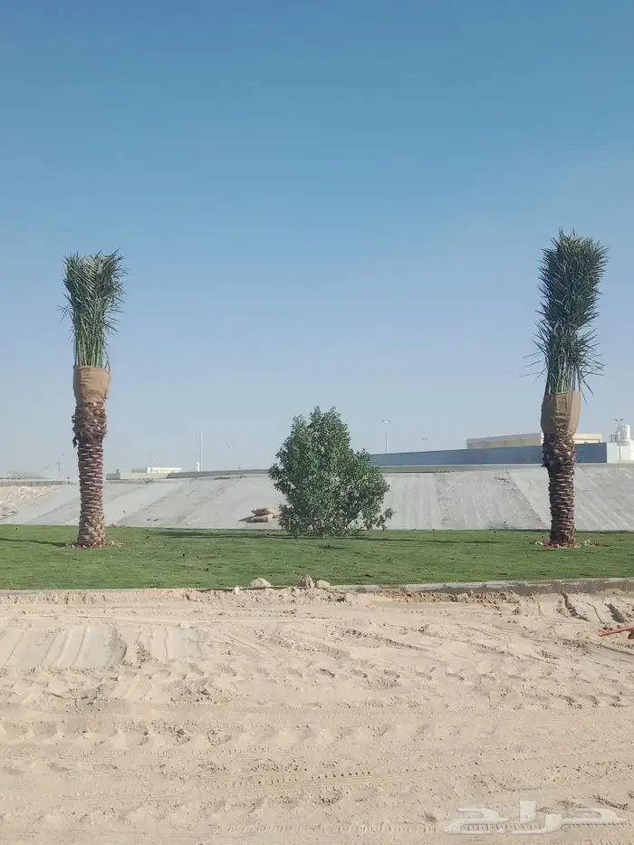 زراعه نخيل 0