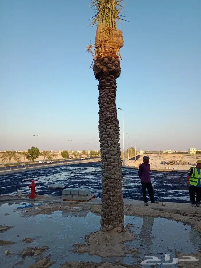 زراعه نخيل 2