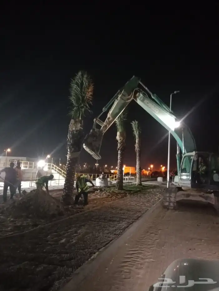 زراعه نخيل 6
