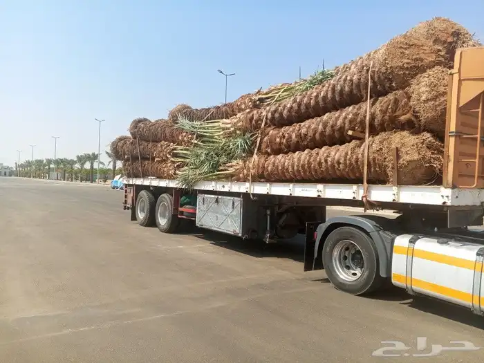 نخل للبيع جده مكه الطائف جميع المقاسات متوفر نخل مثمر 3