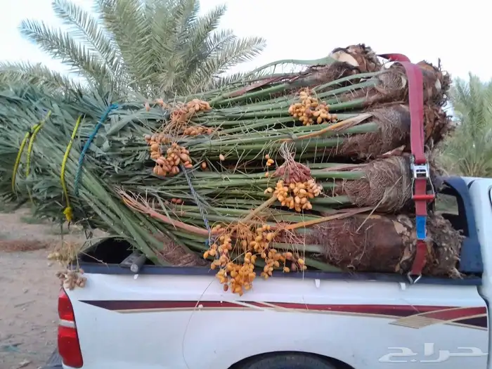 نخل اللبيع في عرعر 0