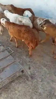 خرفان رفيدي 2