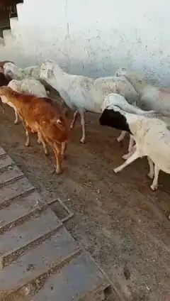 خرفان رفيدي 4