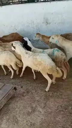 خرفان رفيدي 1