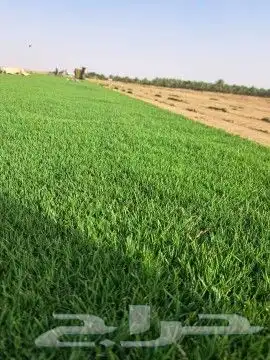 ثيل سي 2000صافي وطبيعي جرى قولي 3