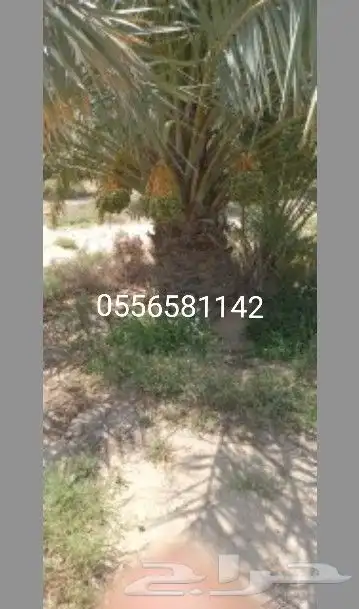 يوجد لد ينا جميع انوع النخل العربي ولاوشنطني 0