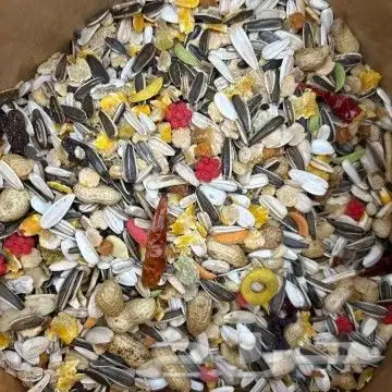 اكل قطط تركي. رمل قطط. اكل. طيور. اكسسوارات حمام. طيور 3