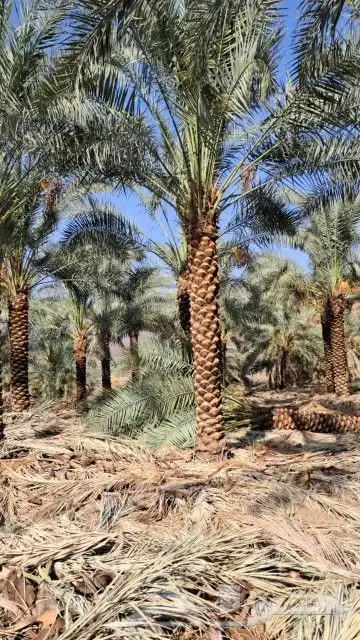 نخل عربي وواشنطنيا زينه 3