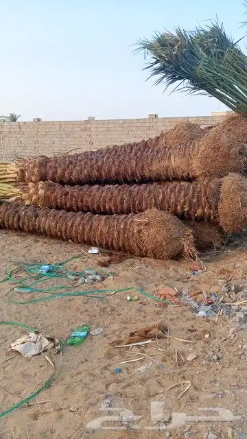نخل للبيع جده مكه الطائف جميع المقاسات متوفر نخل مثمر 6