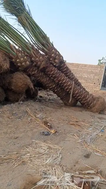 نخل للبيع جده مكه الطائف جميع المقاسات متوفر نخل مثمر 4